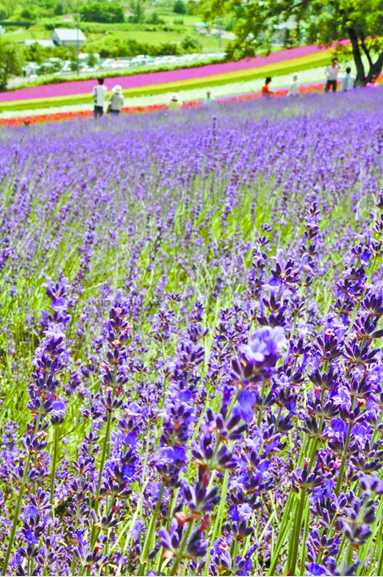 夏季,日本北海道的熏衣草花田,成为最绚丽的旅