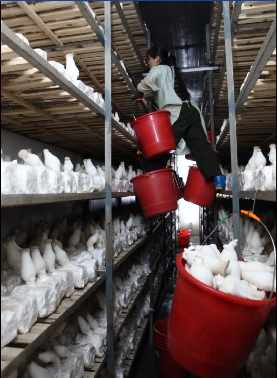 嵊州电力优质服务助推山区农业转型升级