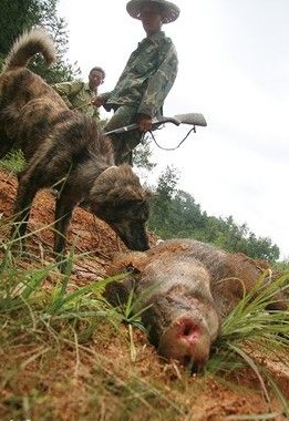 核心提示:今年夏天,浙江近十个县市尤其山区均传出野猪