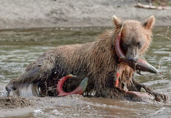 摄影师抓拍野熊捕鱼 曾被盯上当成猎物