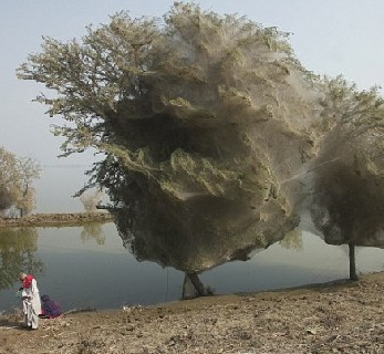 百万蜘蛛结网 巴基斯坦现恐怖怪树