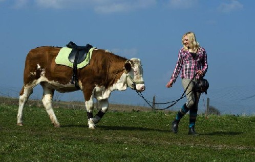 德女孩实现坐骑梦 洗脑小母牛训练成赛马