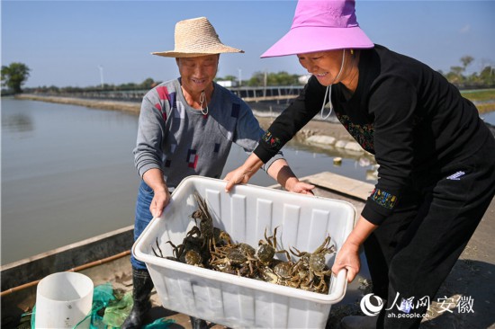 叶有福（左）养殖的螃蟹新鲜上市。人民网记者 苗子健摄