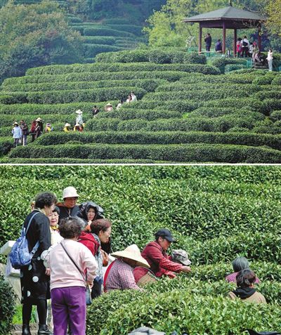 茶香四溢的美麗茶村也迎來大批市民游客及研學團隊。李忠攝