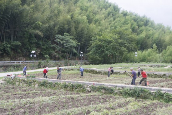 村民在“凤凰田”种辣椒。柯城区委宣传部供图