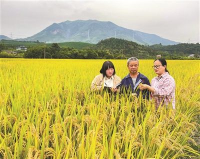 百丈镇纪委聚焦粮食安全，紧盯秋收秋种关键节点，围绕惠农补贴补助发放、惠农政策落实等内容开展监督，督促相关职能部门深耕“责任田”。