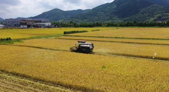 在马屿等地的田间地头，农民们抢抓农时，积极组织机械力量进行收割，确保粮食颗粒归仓。