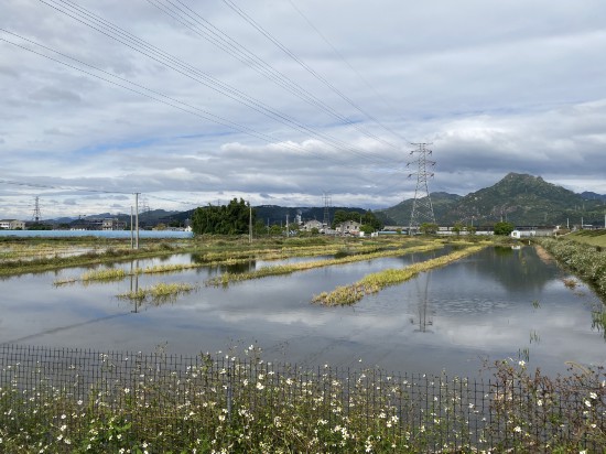 稻蝦共養基地。陳偉攝
