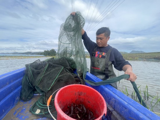 稻蝦共養基地裡，各項准備工作正在推進。陳偉攝